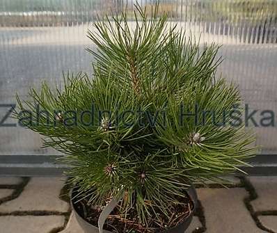 Borovice - Pinus nigra 'Komodor'.