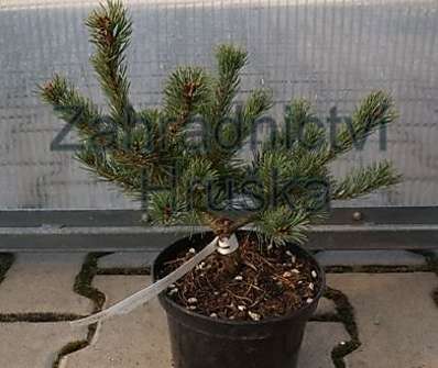 Borovice - Pinus parviflora 'M-PAAR-6'  ( Nellie D )
