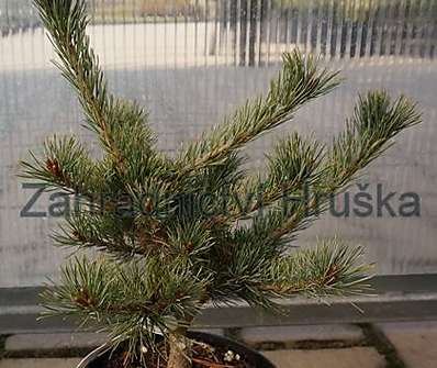 Borovice - Pinus parviflora 'Billie'