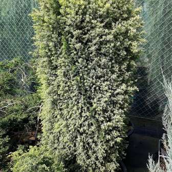 jalovec - Juniperus communis 'Aurea Nana'