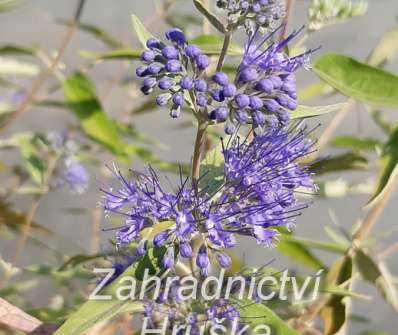 ořechoplodec - Caryopteris clandonensis 'Kew Blue'