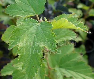 tavola - Physocarpus opulifolius 'Dart´s Gold'