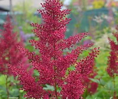 Astilbe chinensis Red Sentinel