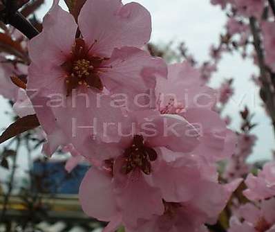 slivoň - Prunus cerasifera 'Nigra'