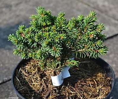 smrk - Picea abies 'Svah'