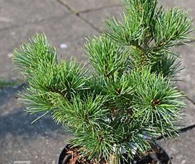 Borovice - Pinus parviflora 'Yatsubusa'
