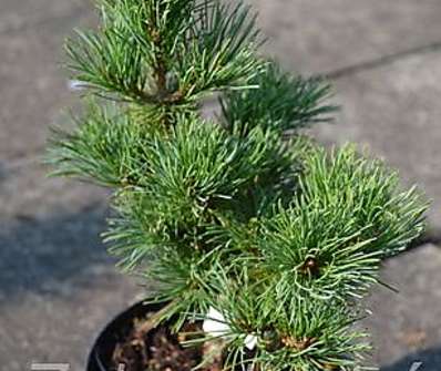 Borovice - Pinus parviflora 'Yatsubusa'