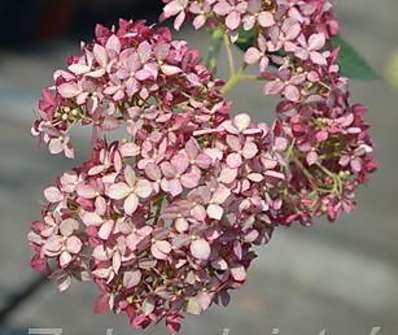 hortenzie - Hydrangea arborescens 'Pink Anabelle'