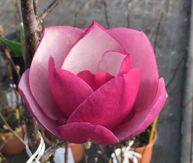 šácholan - Magnolia 'Picard's Garnet'