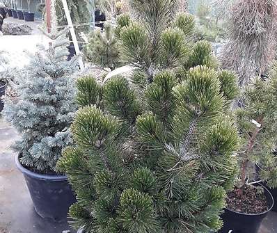 Borovice - Pinus leucodermis 'Compact Gem'