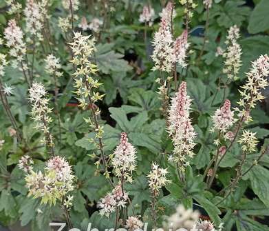 Tiarella Pink Skyrocket