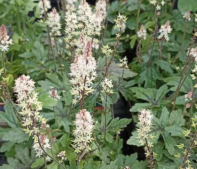 Tiarella Pink Skyrocket