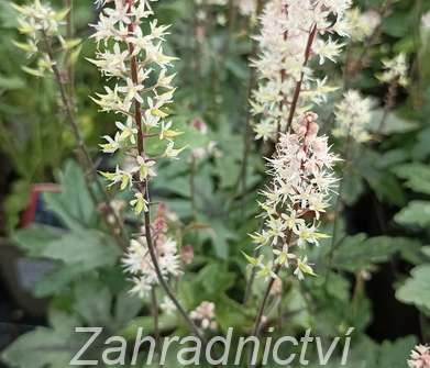 Tiarella Pink Skyrocket