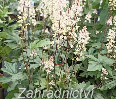 Tiarella Pink Skyrocket