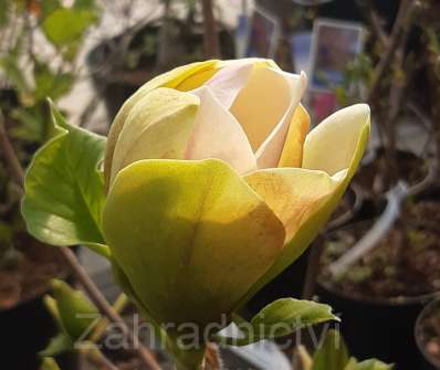 šácholan - Magnolia 'Sunsation'
