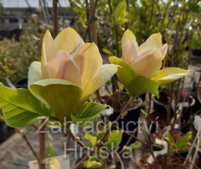 šácholan - Magnolia 'Sunsation'