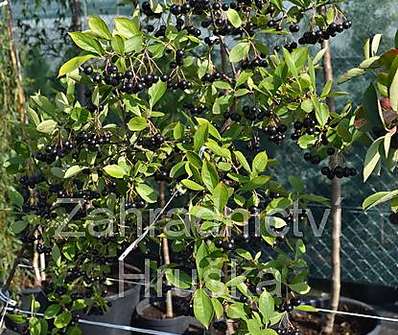 temnoplodec - Aronia prunifolia 'Hugin'