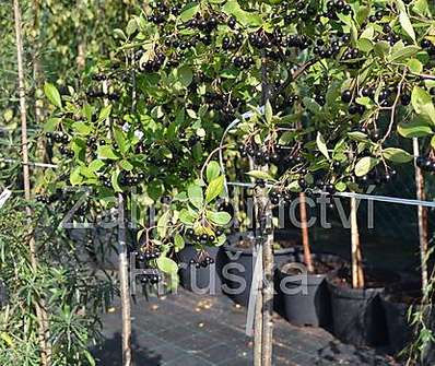 temnoplodec - Aronia prunifolia 'Hugin'