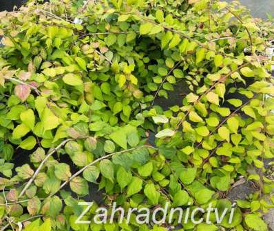 kolkvície - Kolkwitzia amabilis 'Maradco'