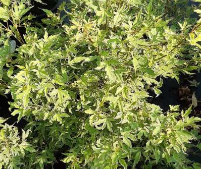 javor - Acer palmatum 'Metamorphosa'