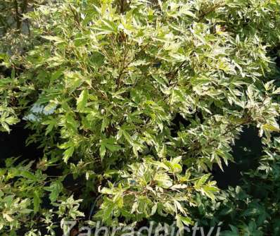 javor - Acer palmatum 'Metamorphosa'