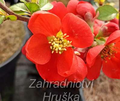 kdoulovec - Chaenomeles superba 'Crimson and Gold'
