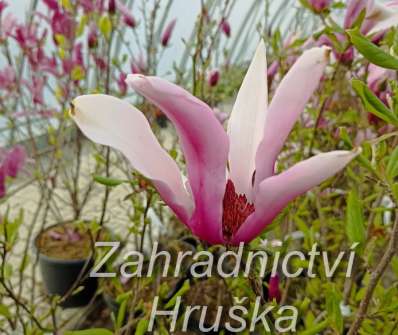 šácholan - Magnolia 'Orchid'