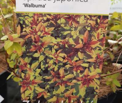 tavolník - Spiraea japonica 'Walbuma'
