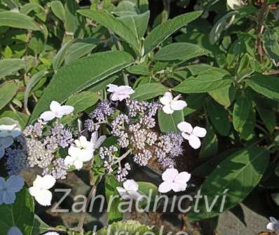 hortenzie - Hydrangea villosa 'Velvet and Lace'