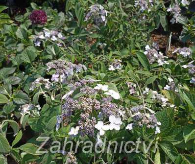 hortenzie - Hydrangea villosa 'Velvet and Lace'