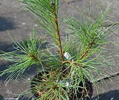 Borovice - Pinus strobus 'Radiata'