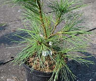 Borovice - Pinus strobus 'Radiata'