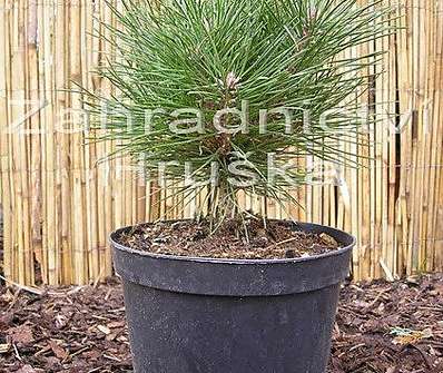 Borovice - Pinus nigra 'Bambino'.