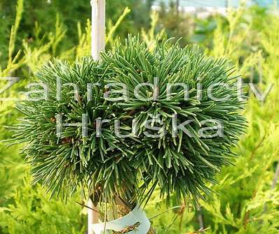 Borovice - Pinus mugo 'Suzi'  KM