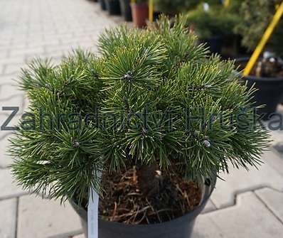 Borovice - Pinus mugo 'Greene Welle'..