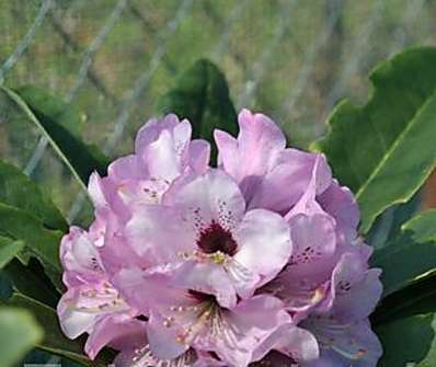 Rhododendron 'Dominik'
