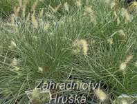 dochan - Pennisetum alopecuroides 'Little Honey'