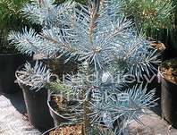 smrk - Picea pungens 'Edith'
