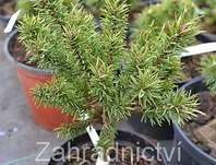 Borovice - Pinus banksiana 'Školka'
