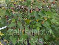 bříza - Betula nigra 'Summer Cascade'