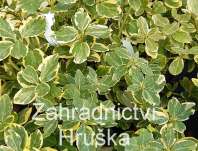 brslen - Euonymus fortunei 'Canadale Gold'
