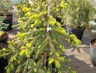 smrk - Picea abies 'Gold Drift'