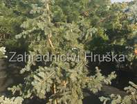 smrk - Picea pungens 'Iseli Fastigiata'