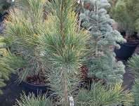 Borovice - Pinus cembra 'Aurea'