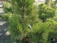 Borovice - Pinus leucodermis 'Pirin '