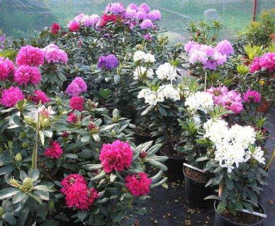 azalky-rhododendrony-a-dalsi-vresovistni-rostliny