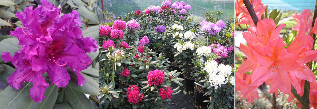 Azalky a rhododendrony