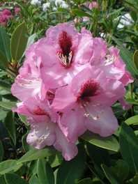 azalky, rhododendrony  a vřesovištní rostliny