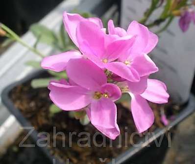 Arabis blepharophylla Red Sensation