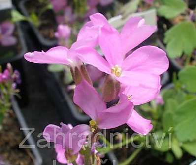 Arabis blepharophylla Red Sensation
